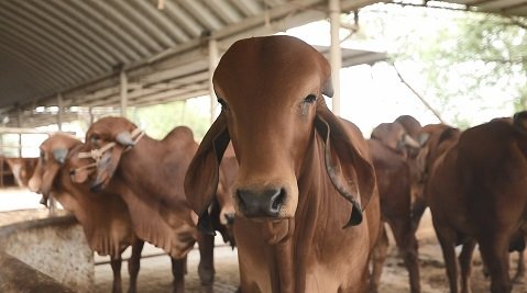 bansi gir cow